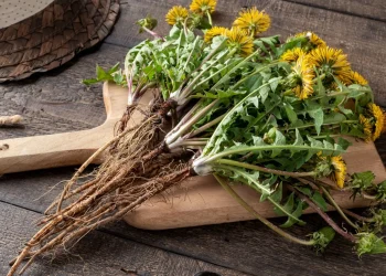 Benefits of Dandelion Tea: What This Humble Weed Can Actually Do for You