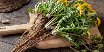 Benefits of Dandelion Tea: What This Humble Weed Can Actually Do for You